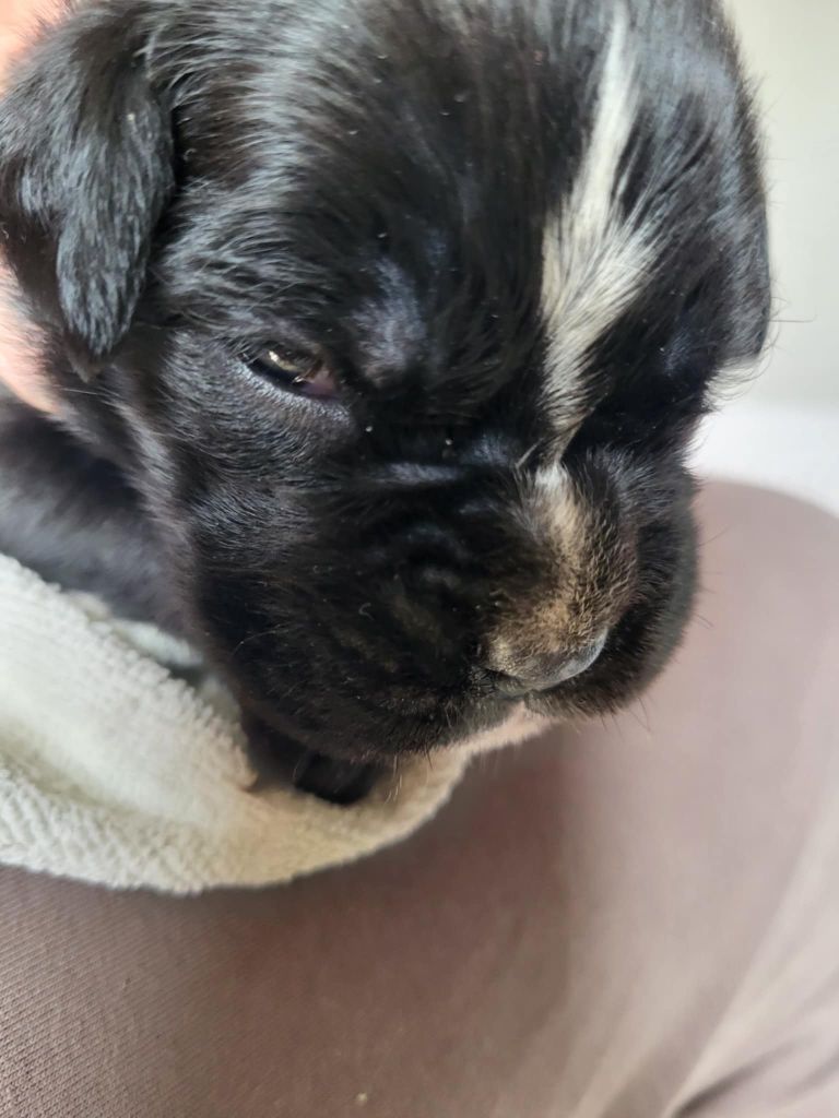 Du Sentiers Des Bogues - Chiots disponibles - Boxer