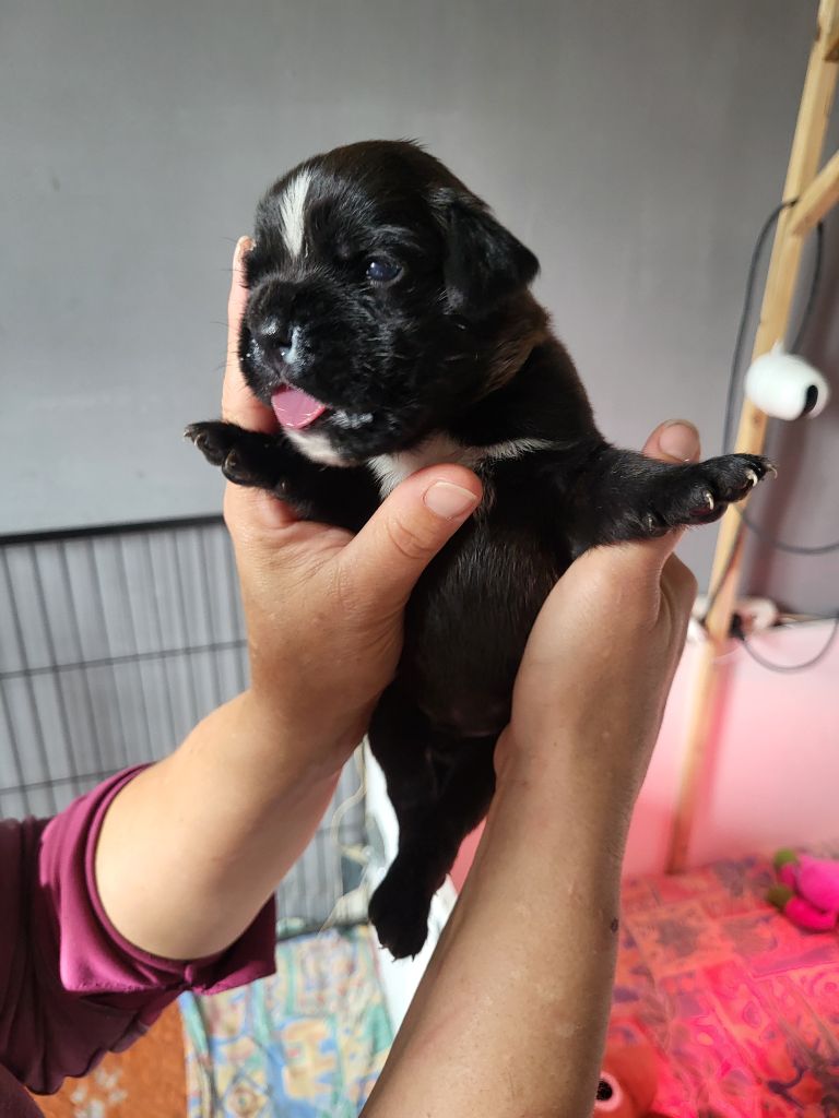 Du Sentiers Des Bogues - Chiots disponibles - Boxer