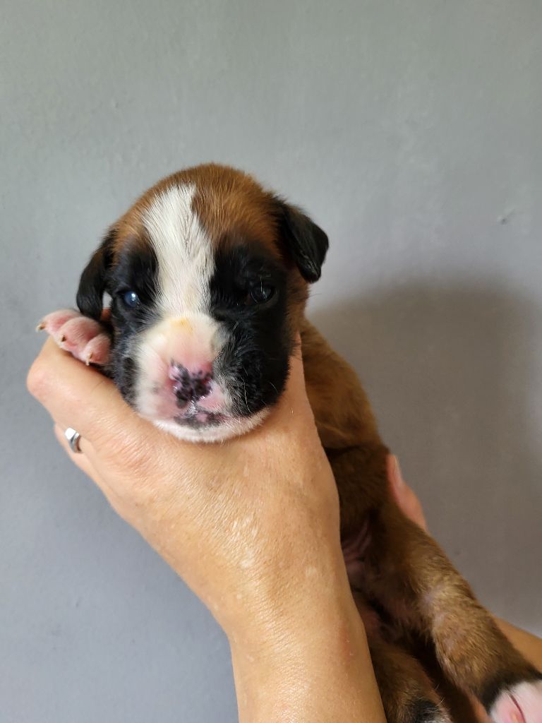 Du Sentiers Des Bogues - Chiots disponibles - Boxer
