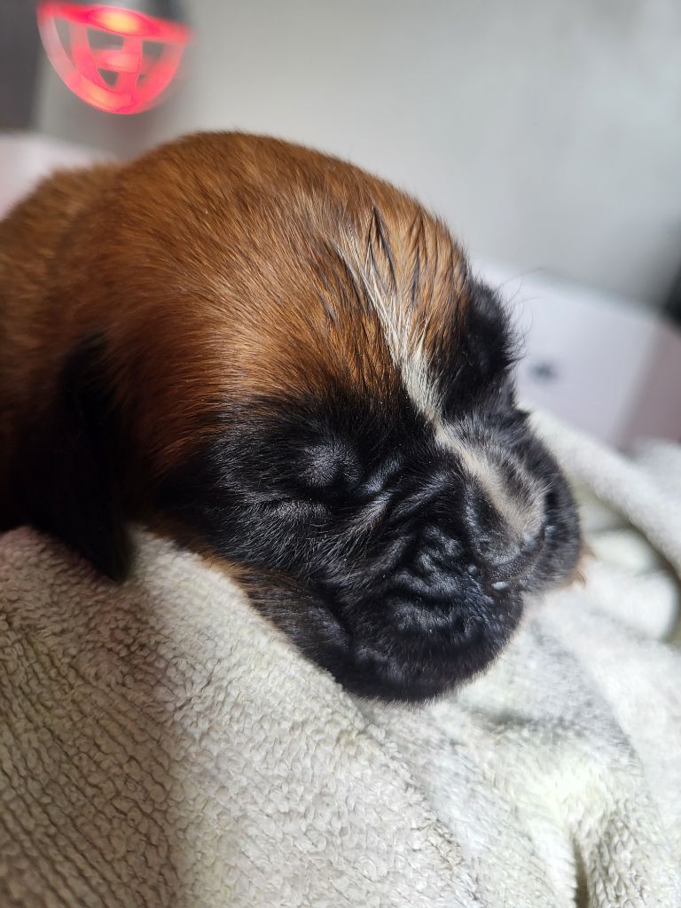 Du Sentiers Des Bogues - Chiots disponibles - Boxer
