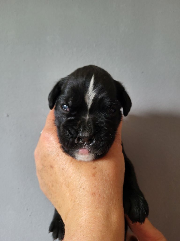 Du Sentiers Des Bogues - Chiots disponibles - Boxer