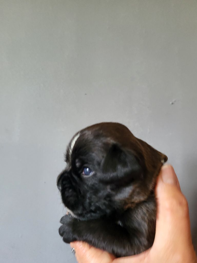 Du Sentiers Des Bogues - Chiots disponibles - Boxer