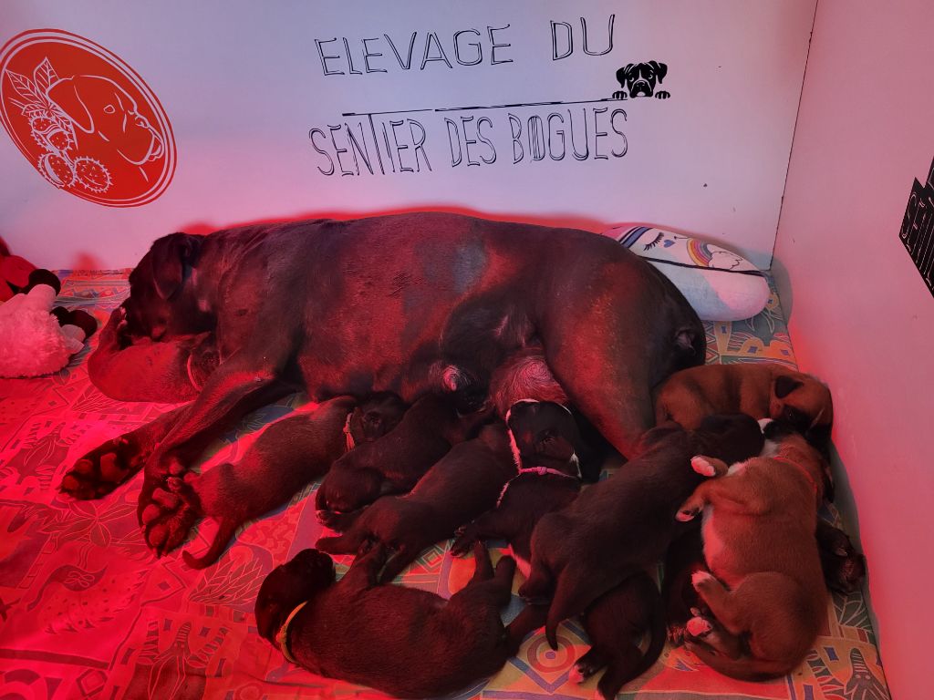 Chiot Boxer Du Sentiers Des Bogues